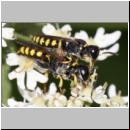 Ectemnius lituratus - Grabwespe 05 9-13mm Paarung.jpg